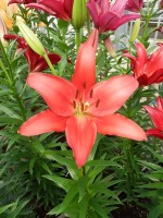 [5075 Colares No02.JPG]